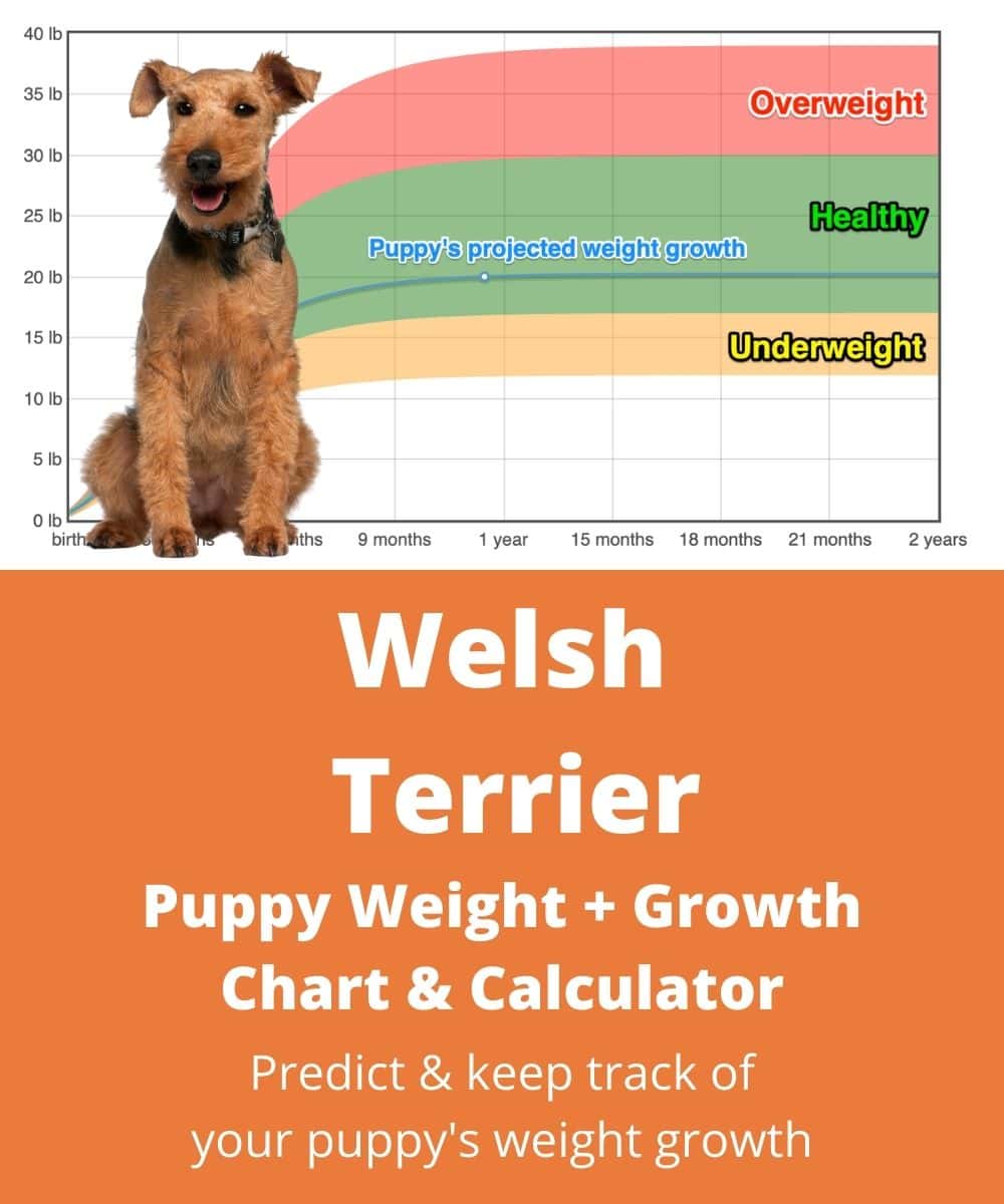 welsh-terrier Puppy Weight Growth Chart